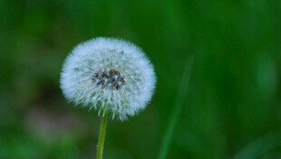白色蒲公英特写