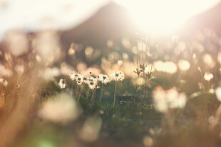 阳光下的蒲公英花海