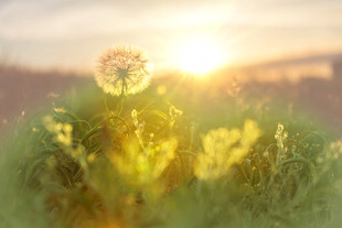 夕阳下的蒲公英与绿植