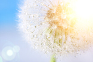 阳光下的蒲公英