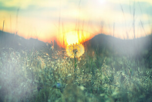 夕阳下的朦胧草地