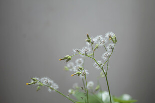 清新白色小花特写