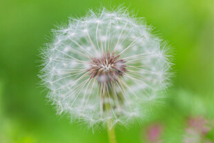 蒲公英特写