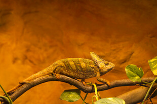 树枝上的变色龙