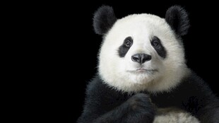 可爱熊猫双手抱于胸前