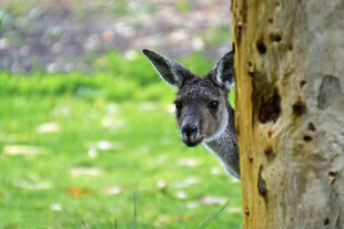 袋鼠躲树后好奇张望