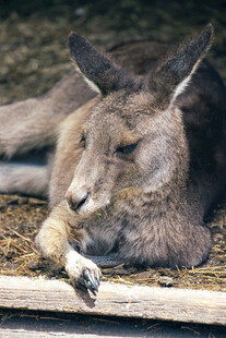 休息中的袋鼠