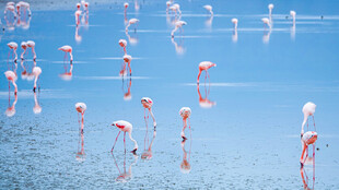 成群火烈鸟于浅滩栖息