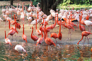 火烈鸟群在水中优雅栖息