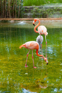 水中火烈鸟优雅觅食