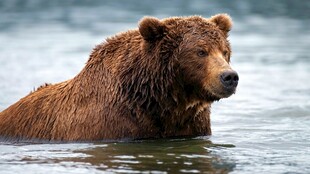 水中棕熊