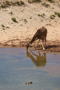 长颈鹿于水边低头饮水