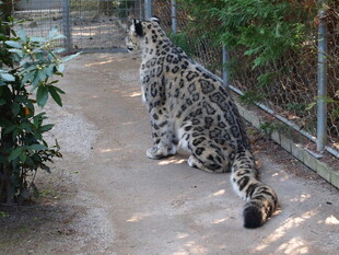 豹猫于小径上回首张望