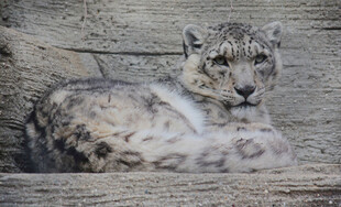 雪豹趴卧于岩石之上