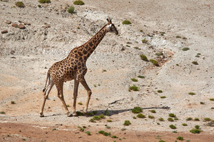 沙漠中独行的长颈鹿