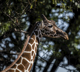 长颈鹿于林间的优雅侧影
