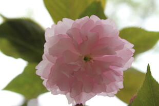 樱花特写
