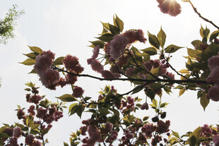 樱花