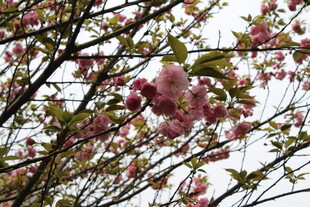 樱花
