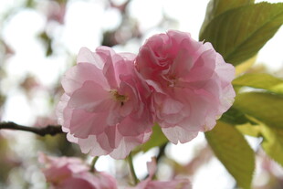 樱花