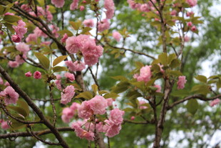 樱花树