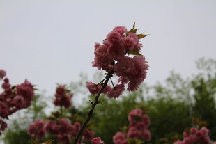 晚樱