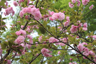 樱花