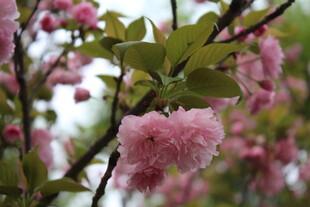 樱花