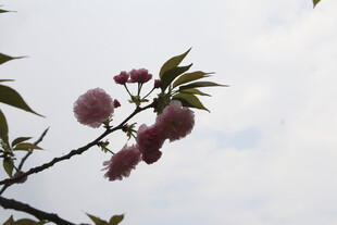 晚樱
