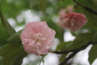 重瓣花朵