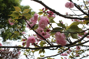 樱花
