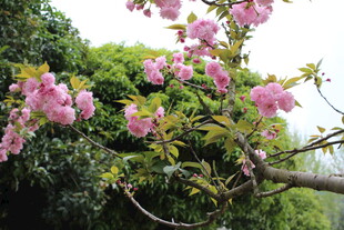 樱花