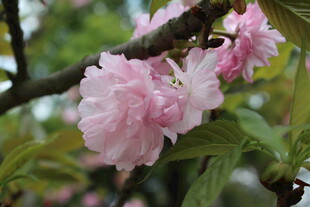 重瓣樱花绽放