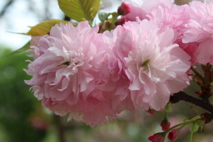 重瓣樱花