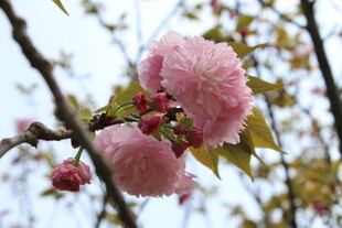 樱花