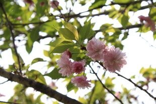 晚樱