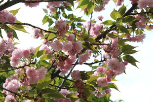 樱花