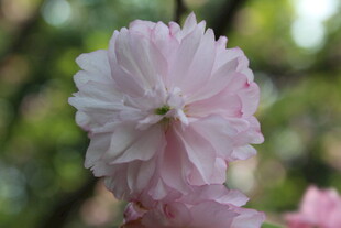 重瓣樱花特写