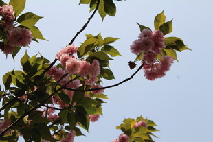 晚樱