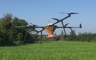 农田中的植保无人机作业