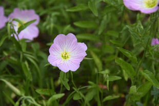 粉色月见草绽放于绿野