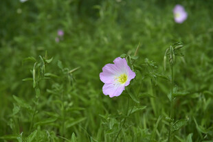 草地上的单朵粉色小花