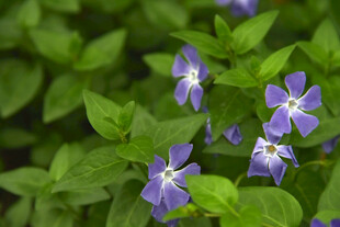 紫花绿叶清新植物景象