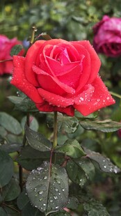 带露珠的娇艳红玫瑰