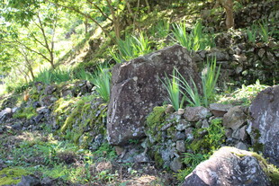 山间岩石旁的翠绿植物