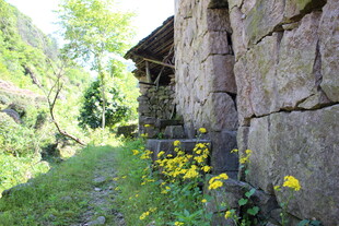 石墙边的烂漫小黄花