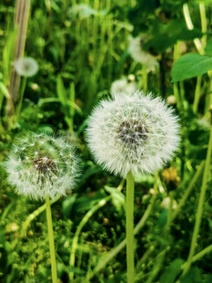 田野中的蒲公英绽放