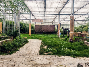 温室中的繁茂绿植景观