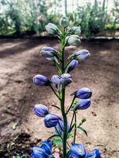蓝紫色花卉特写