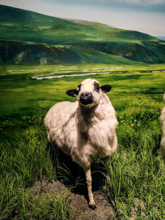 草原上的可爱绵羊